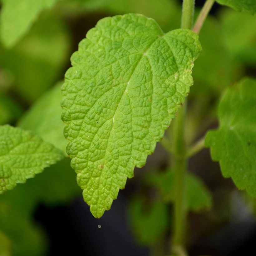 Himalaya-Katzenminze - Nepeta govaniana (Laub)