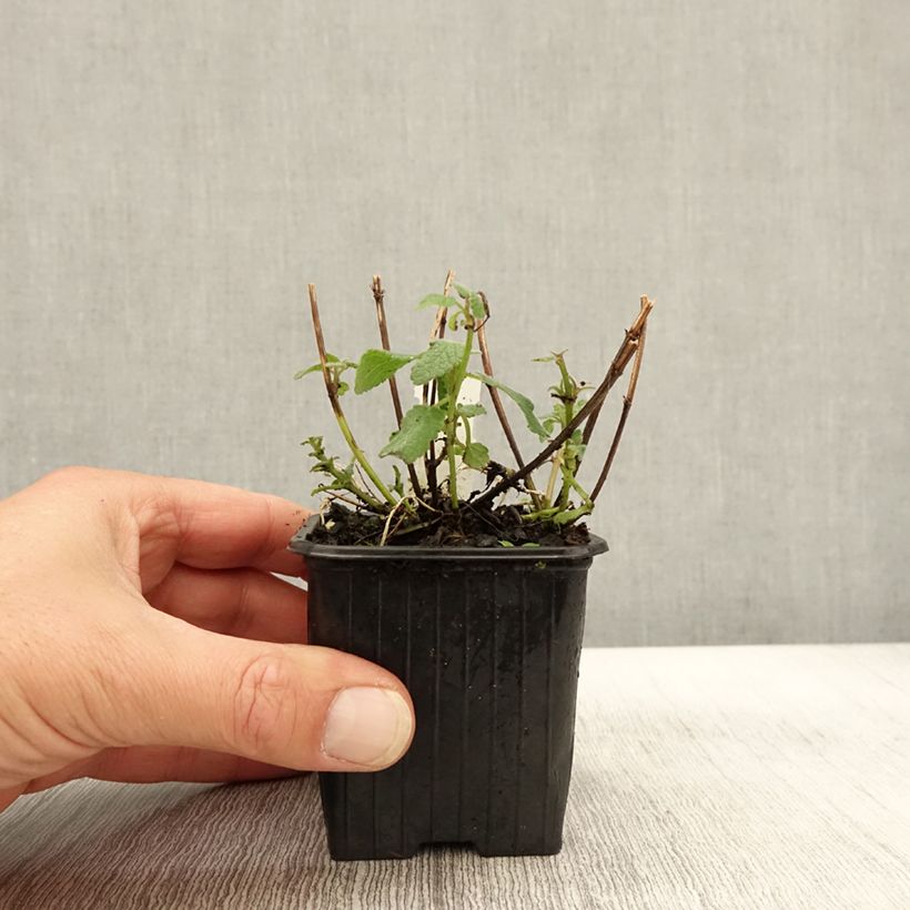 Exemplar von Nepeta grandiflora Bramdean Godet de 9cm wie im Herbst geliefert