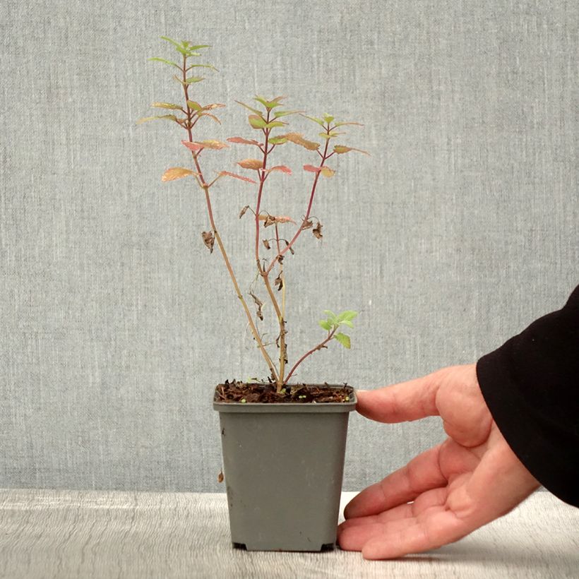 Exemplar von Nepeta grandiflora Zinser's Giant - Herbe à chats géante Godet de 9cm wie im Herbst geliefert