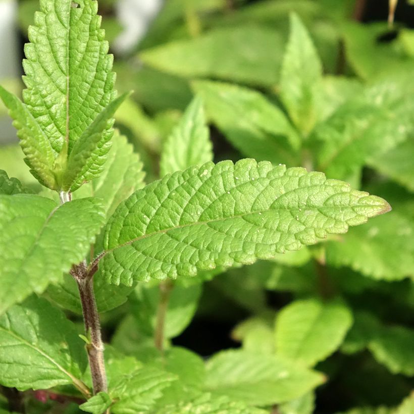 Geaderte Katzenminze Neptune - Nepeta nervosa (Laub)