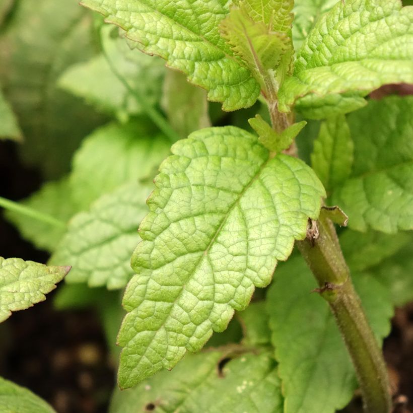 Geaderte Katzenminze Neptune - Nepeta nervosa (Laub)