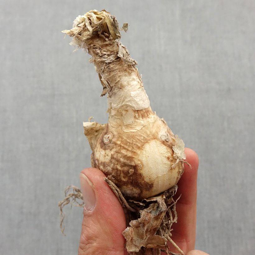 Exemplar von Nerine bowdenii Isobel Bulbe wie im Frühjahr geliefert