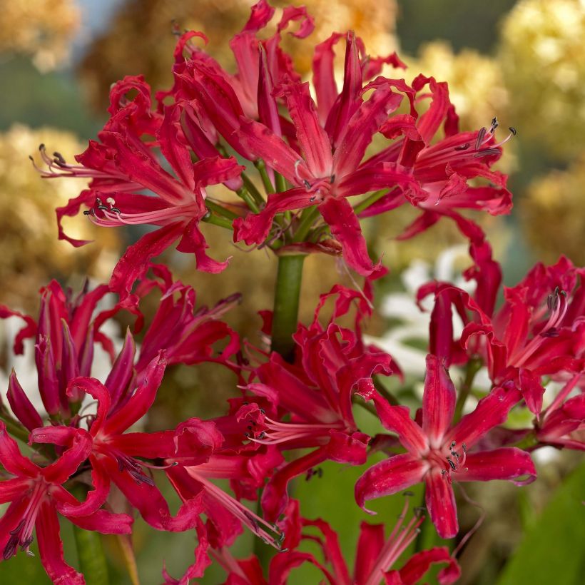 Nerine elegance Pearls of Cherry - Guernsey-Lilie (Blüte)