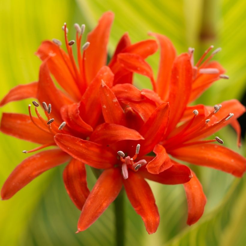 Nerine sarniensis Corusca - Guernsey-Lilie (Blüte)