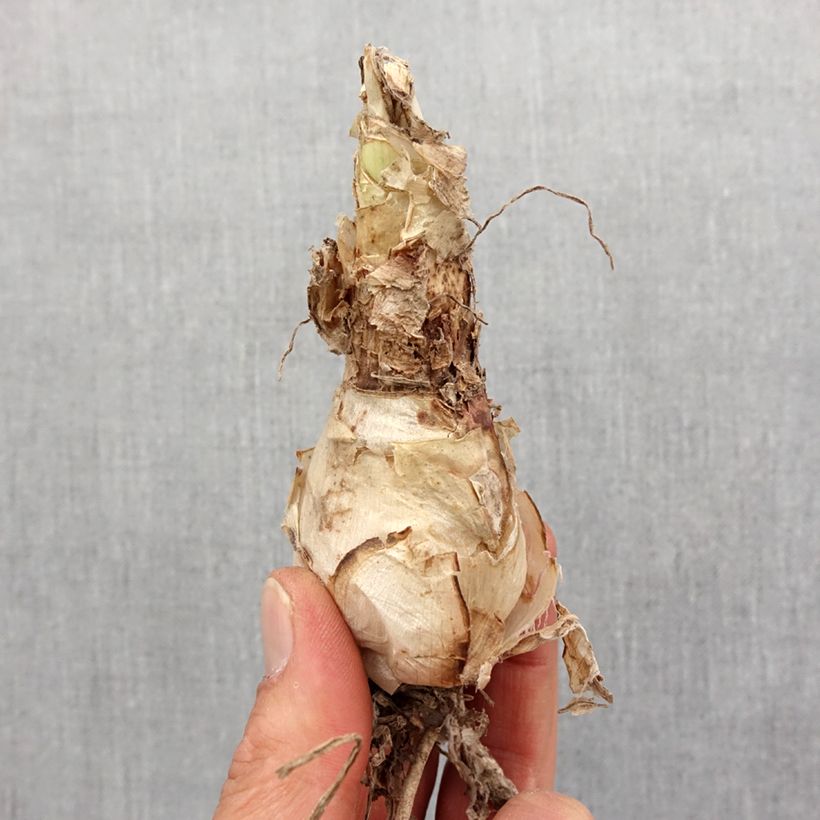 Exemplar von Nerine sarniensis Corusca - Guernsey-Lilie wie im Frühjahr geliefert