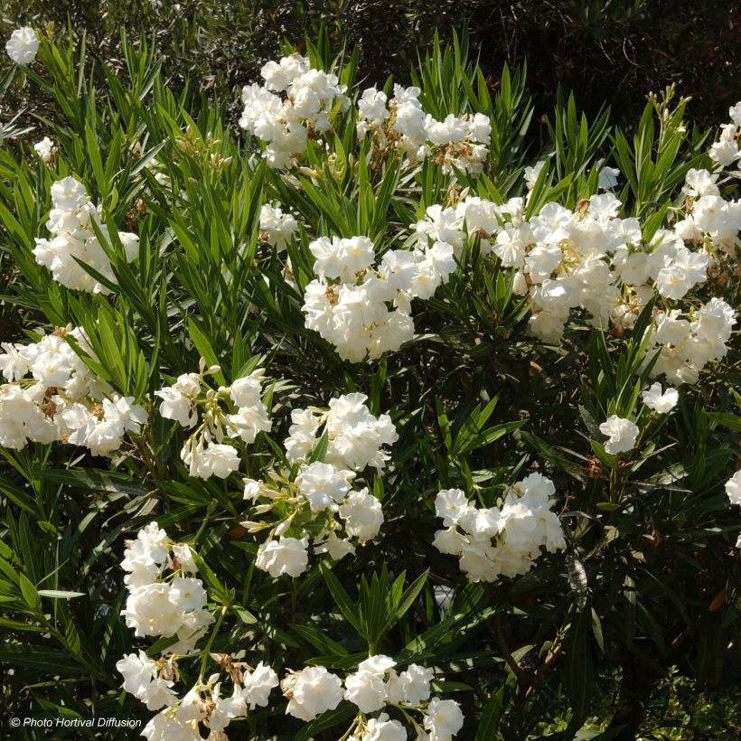 Oleander Weiss - Nerium (Blüte)