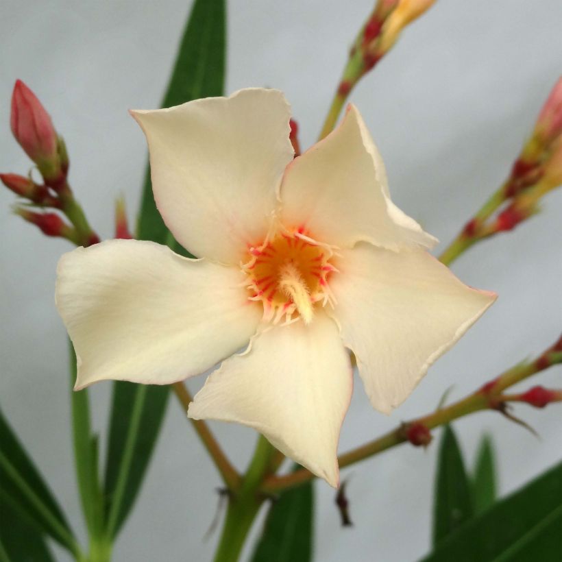 Oleander Yellow - Nerium (Blüte)