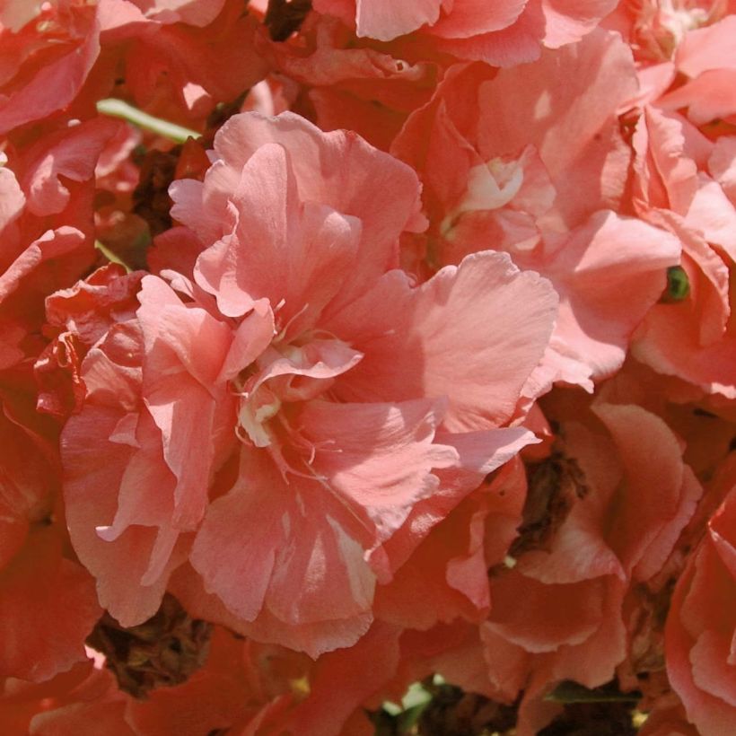 Oleander Pink Salmon Double - Nerium (Blüte)