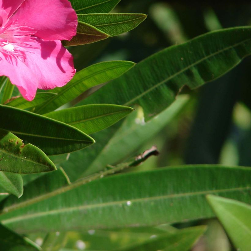 Oleander Simple Red - Nerium (Laub)