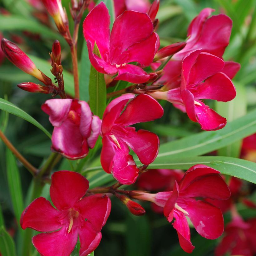 Oleander Simple Red - Nerium (Blüte)