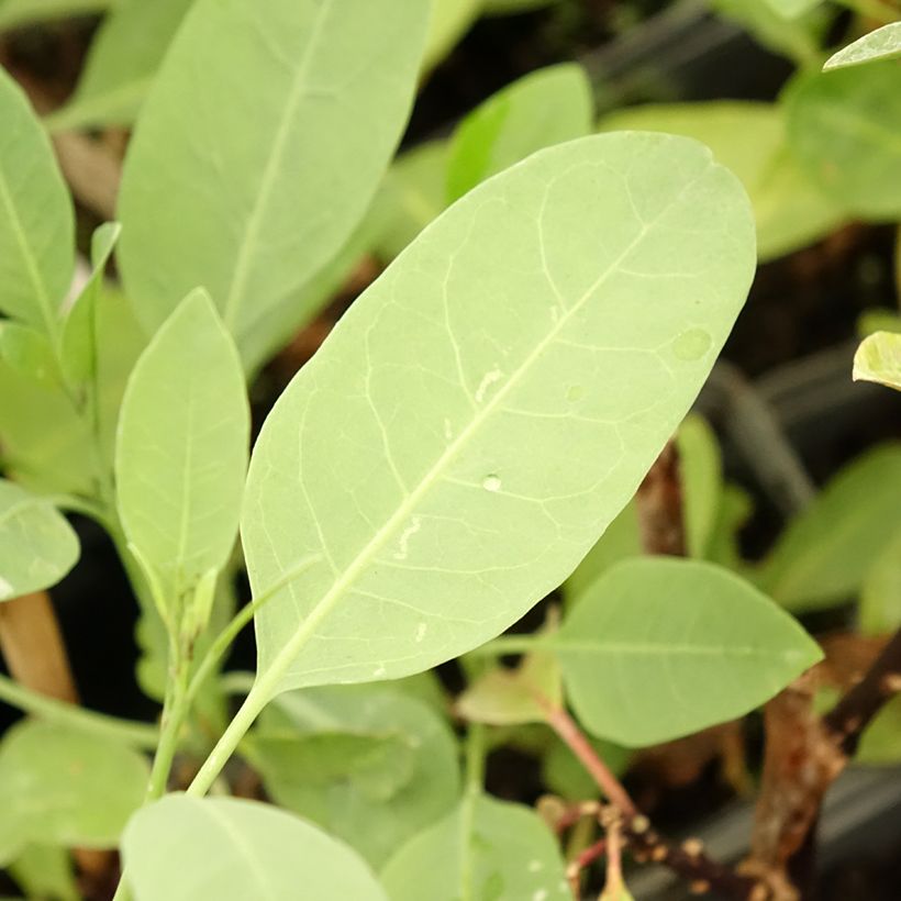 Blaugrüner Tabak - Nicotiana glauca (Laub)