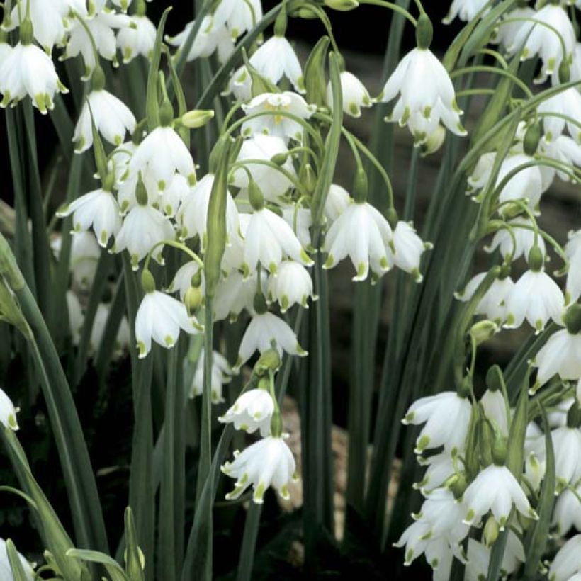 Leucojum aestivum Gravetye Giant - Sommer-Knotenblume (Blüte)