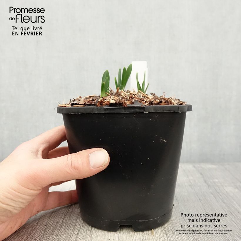 Exemplar von Nivéole d'été - Leucojum aestivum Bridesmaid - Pot de 2L/3L wie im Winter geliefert