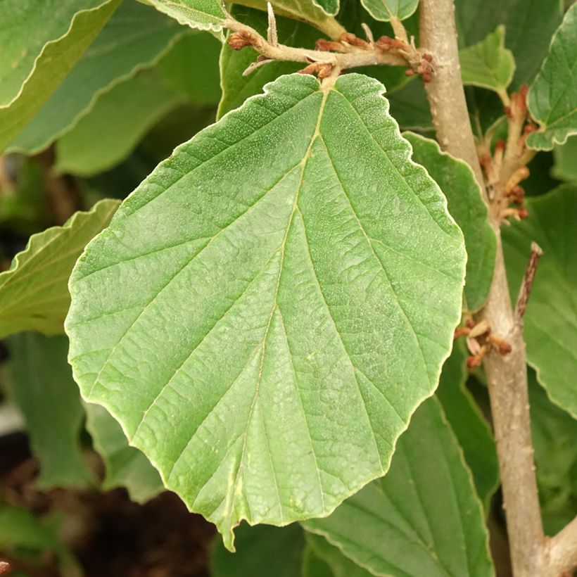 Zaubernuss Westerstede - Hamamelis intermedia (Laub)