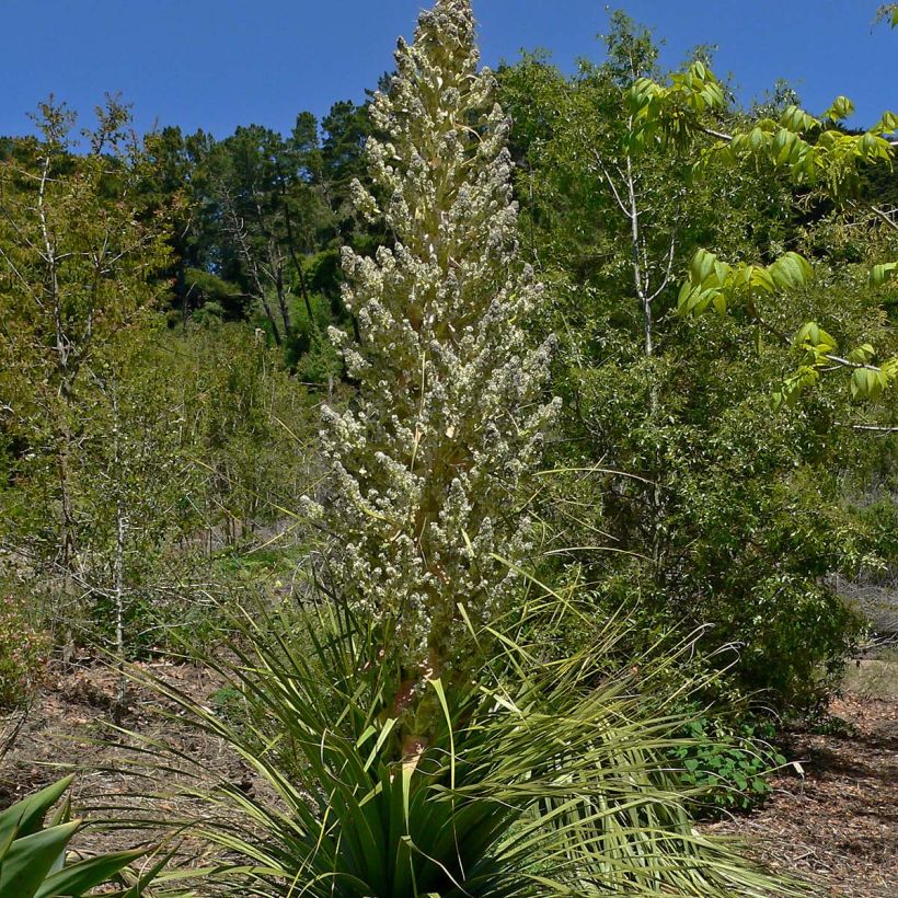 Nolina hibernica La Sibirica - Flaschenbaum (Blüte)