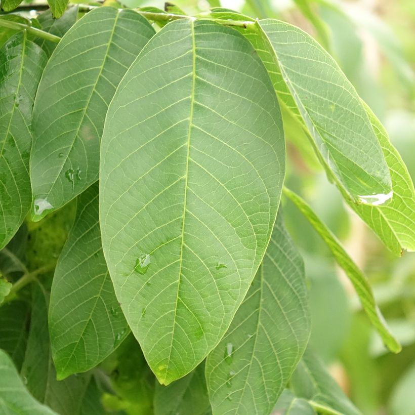 Walnuss Fernor - Juglans regia (Laub)