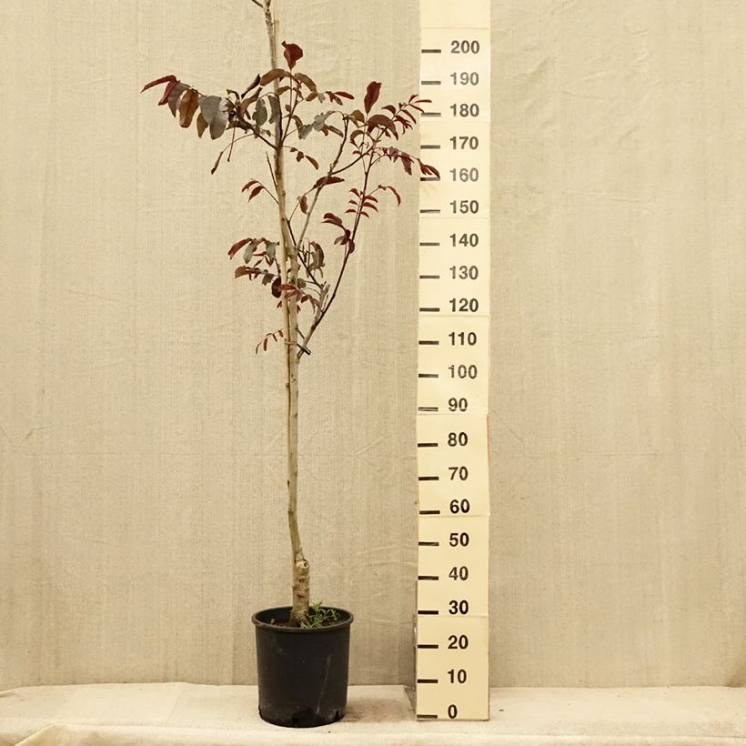 Exemplar von Noyer commun - Juglans regia Purpurea Pot de 18L/20L wie im Sommer geliefert