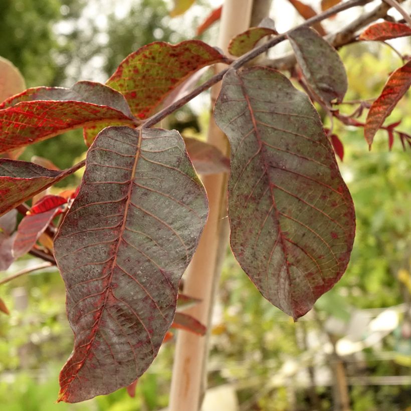 Walnuss Purpurea - Juglans regia (Laub)