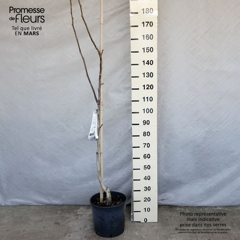 Exemplar von Walnuss Mayette - Juglans regia Topf mit 12L/15L, StämmchenGelieferte Höhe ca. 200/+cm wie im Frühjahr geliefert