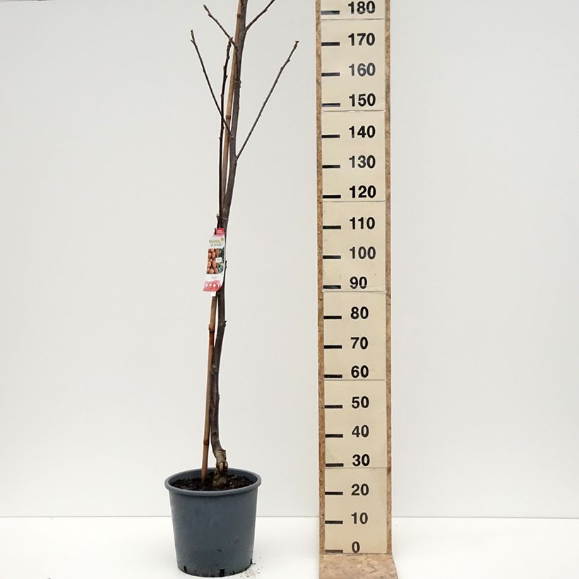 Exemplar von Walnuss Weinsberg 1 - Juglans regia Topf mit 18L/20L, StämmchenGelieferte Höhe ca. 200/+cm wie im Winter geliefert