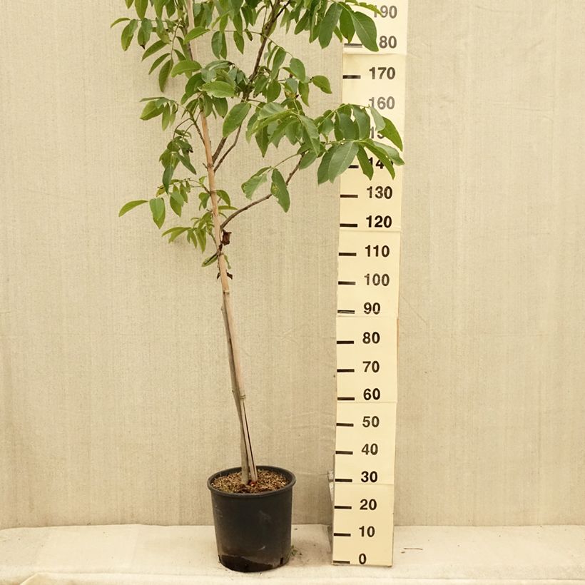 Exemplar von Walnuss Franquette - Juglans regia Topf mit 12L/15L, StämmchenGelieferte Höhe ca. 125/150cm wie im Sommer geliefert