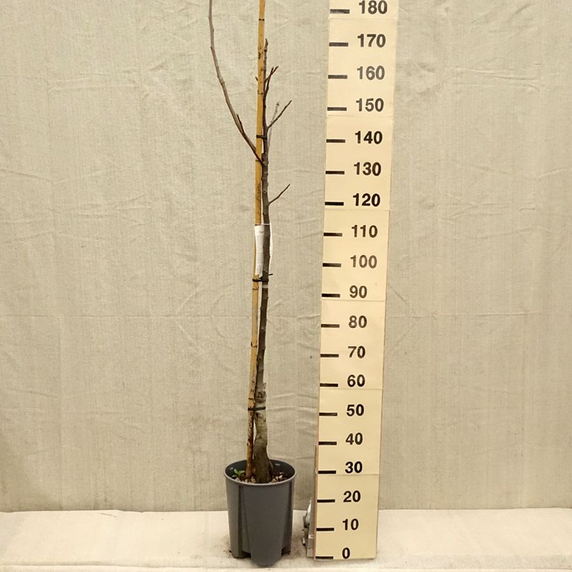 Exemplar von Walnuss Franquette - Juglans regia Topf mit 7,5L/10L, HalbstammGelieferte Höhe ca. 150/175cm wie im Frühjahr geliefert