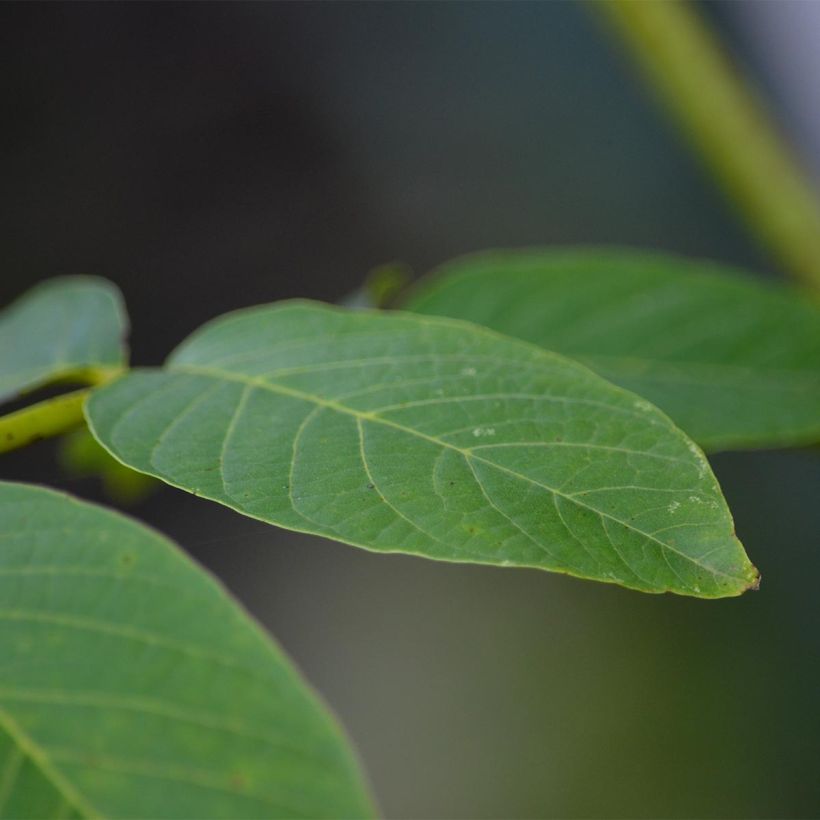 Walnuss Franquette - Juglans regia (Laub)