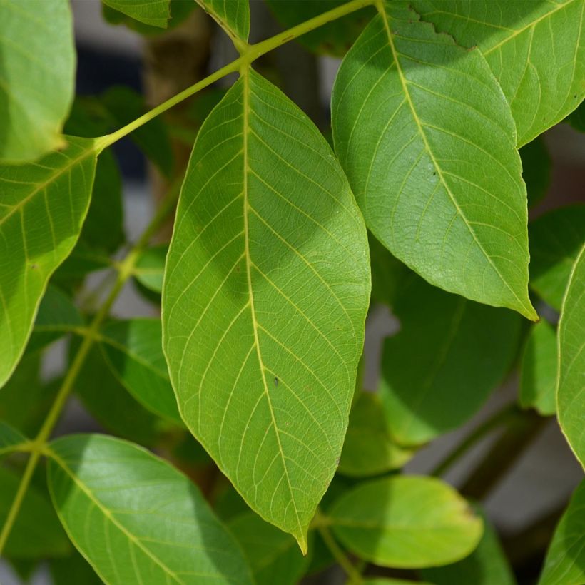 Walnuss Parisienne - Juglans regia (Laub)