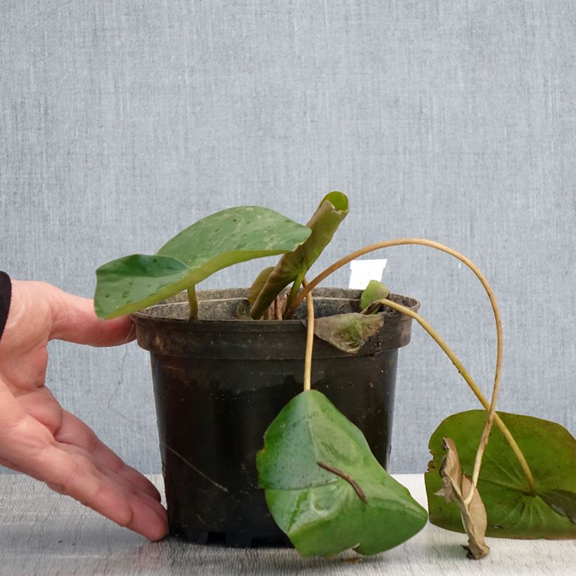 Exemplar von Nymphaea Alba Delicata - Nénuphar rustique - Pot de 1,5L/2L wie im Frühjahr geliefert