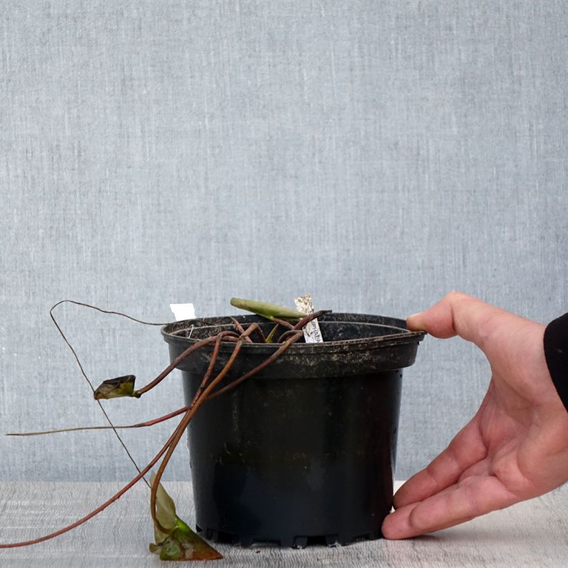 Exemplar von Nymphaea Barbara Davies - Winterharte Seerose Topf mit 1,5L/2L wie im Frühjahr geliefert