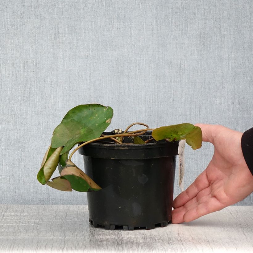 Exemplar von Nymphaea candida - Nénuphar luisant - Pot de 1,5L/2L wie im Frühjahr geliefert