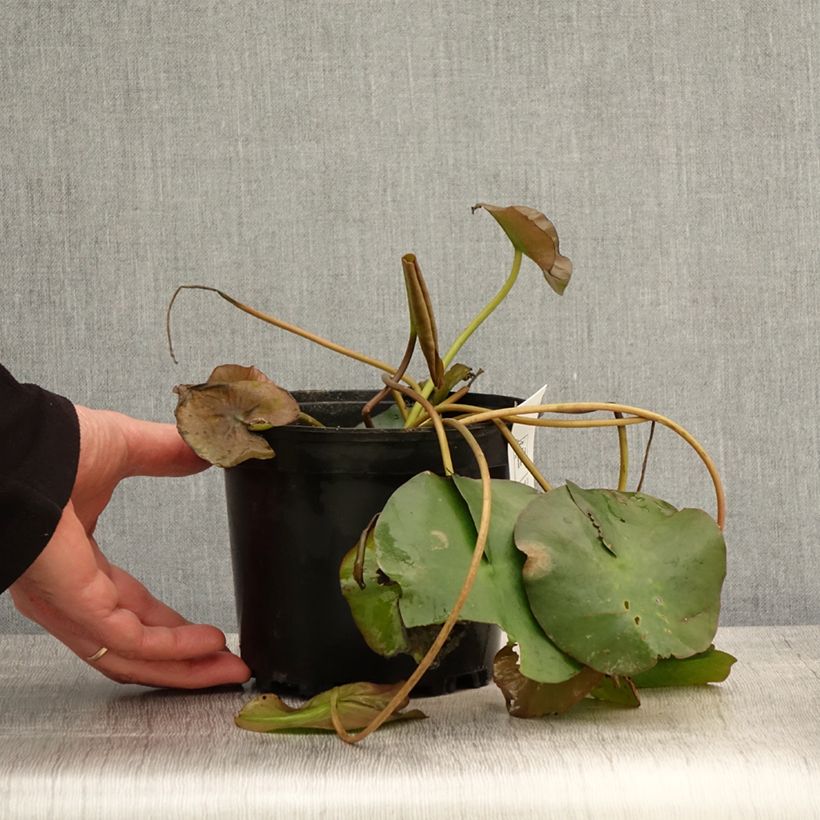 Exemplar von Nymphaea Marliacea Ignea - Nénuphar rustique - Pot de 1,5L/2L wie im Frühjahr geliefert