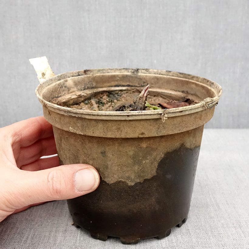 Exemplar von Nymphaea odorata Odorata Suavissima - Wohlriechende Seerose Topf mit 1,5L/2L wie im Winter geliefert