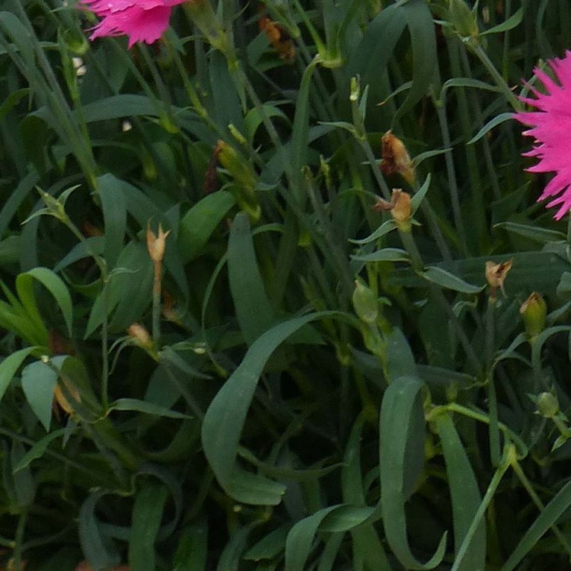 Pracht-Nelke Suntory Pink - Dianthus superbus (Laub)