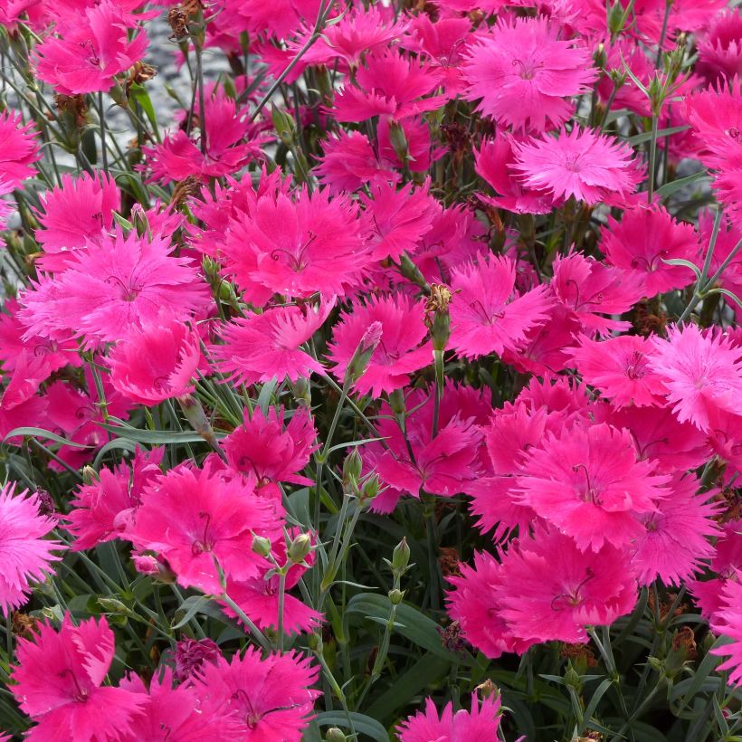 Pracht-Nelke Suntory Pink - Dianthus superbus (Blüte)