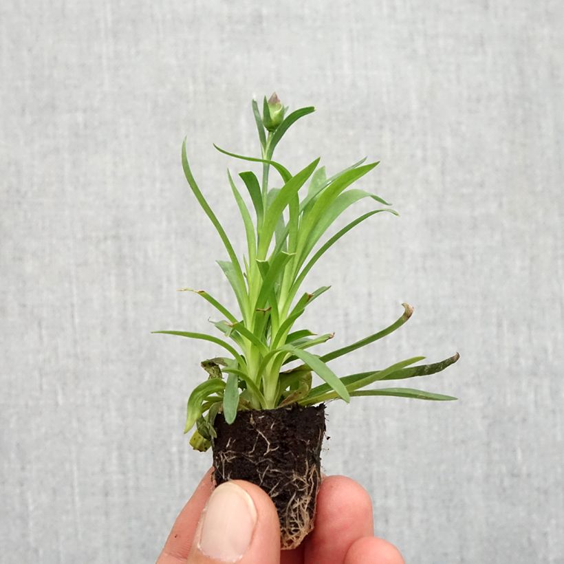 Exemplar von Garten-Nelke Sunflor Evert - Dianthus Mini-Plug Ø 1,5/2,5 cm wie im Herbst geliefert