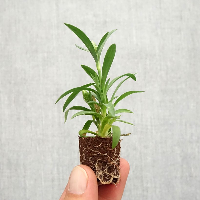 Exemplar von Garten-Nelke Sunflor Megan - Dianthus Mini-Plug Ø 1,5/2,5 cm wie im Herbst geliefert