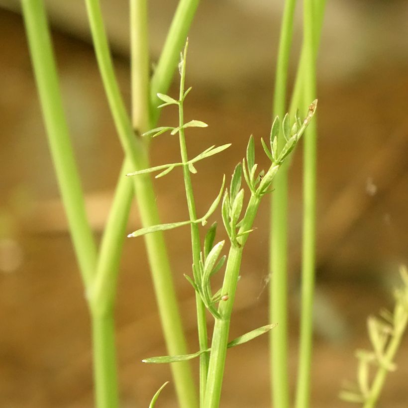 Oenanthe aquatica - Wasserfenchel (Laub)