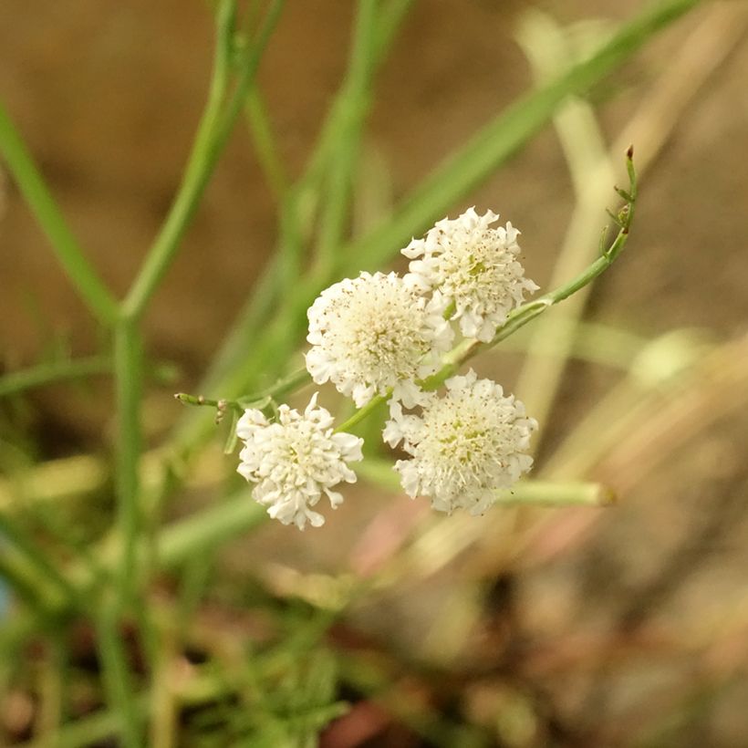 Oenanthe aquatica - Wasserfenchel (Blüte)