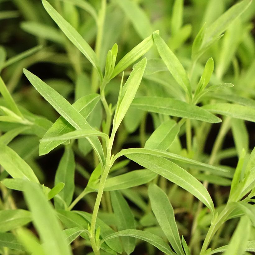 Oenothera fruticosa African Sun - Stauden-Nachtkerze (Laub)