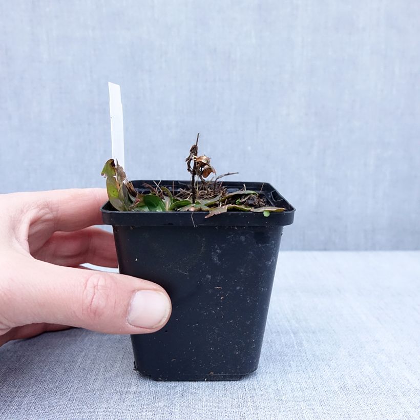 Exemplar von Oenothera fruticosa Hohes Licht - Stauden-Nachtkerze Kleine Töpfe von 8/9 cm wie im Winter geliefert