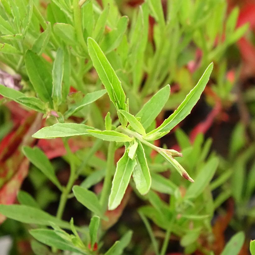 Oenothera speciosa Siskiyou - Weiße Nachtkerze (Laub)