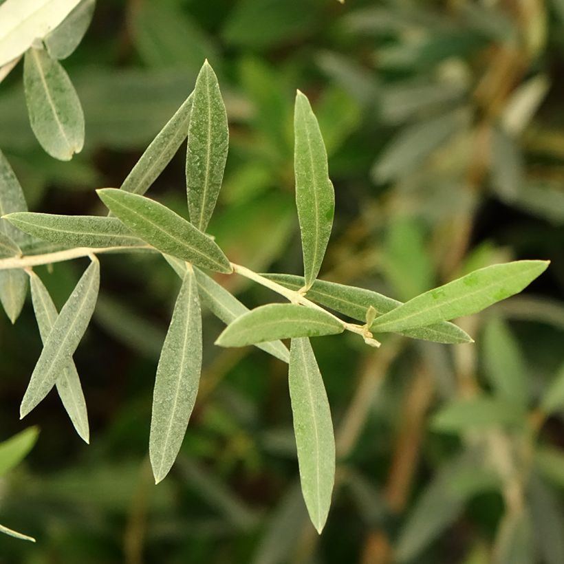 Ölbaum Lucques - Olea europaea (Laub)