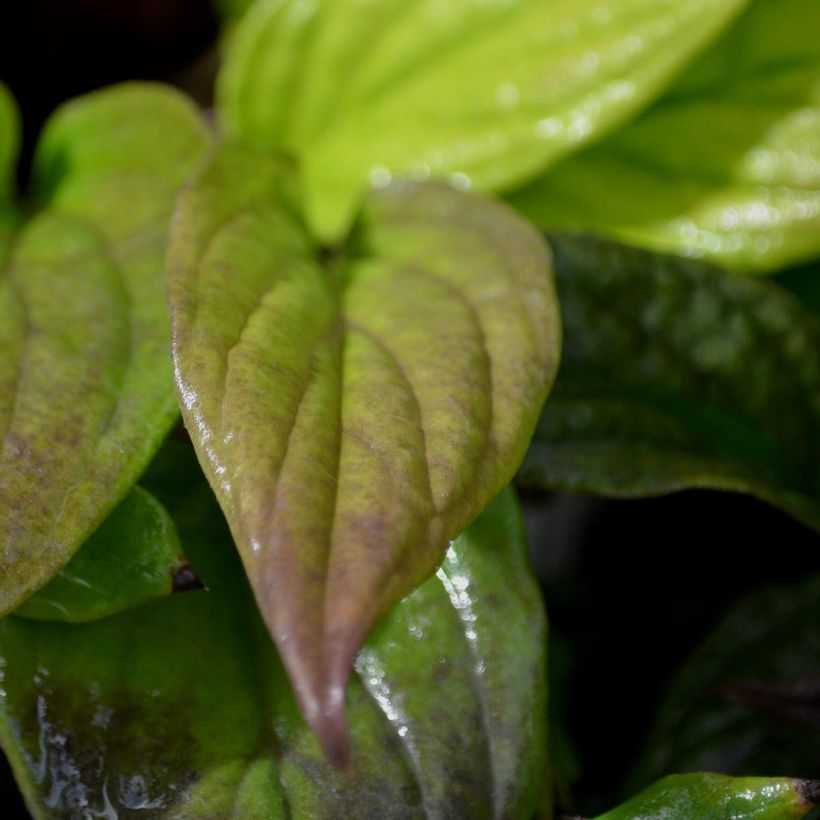 Omphalodes cappadocica Cherry Ingram - Kaukasus-Gedenkemein (Laub)