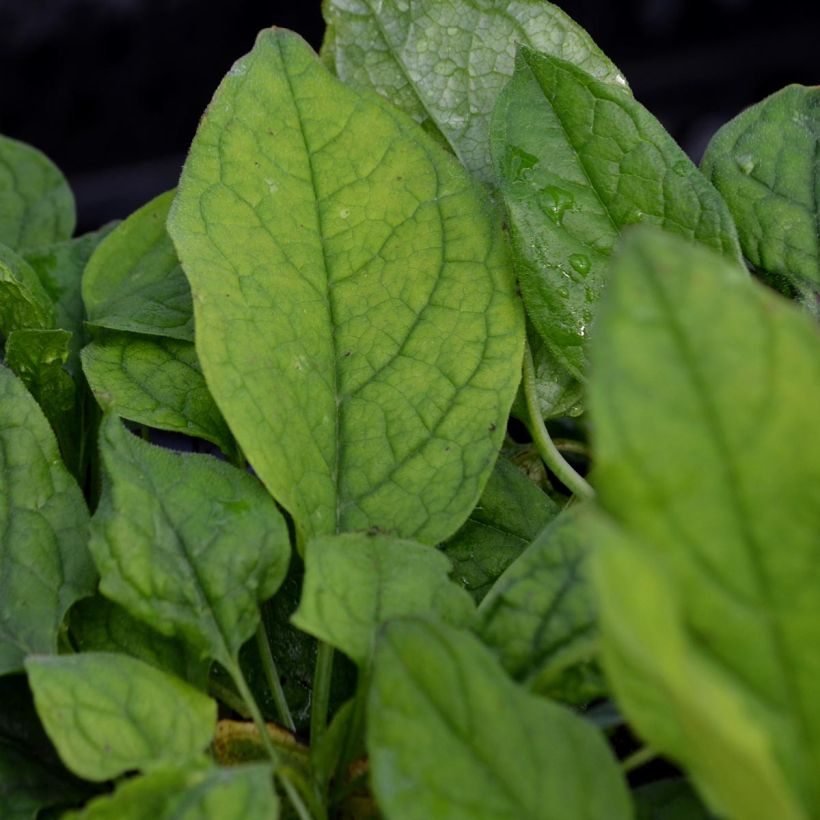 Omphalodes verna - Frühlings-Gedenkemein (Laub)