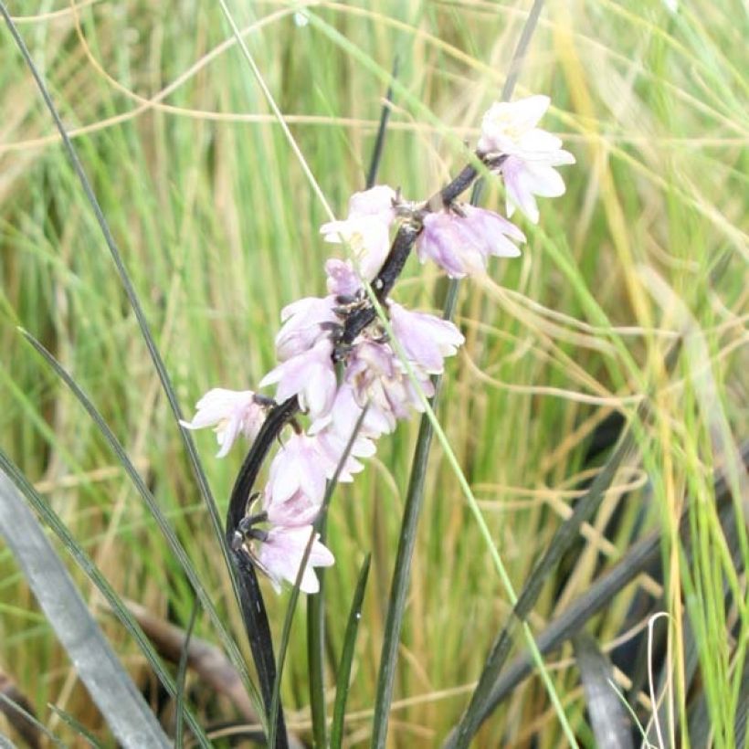 Ophiopogon planiscapus Nigrescens - Schlangenbart (Blüte)