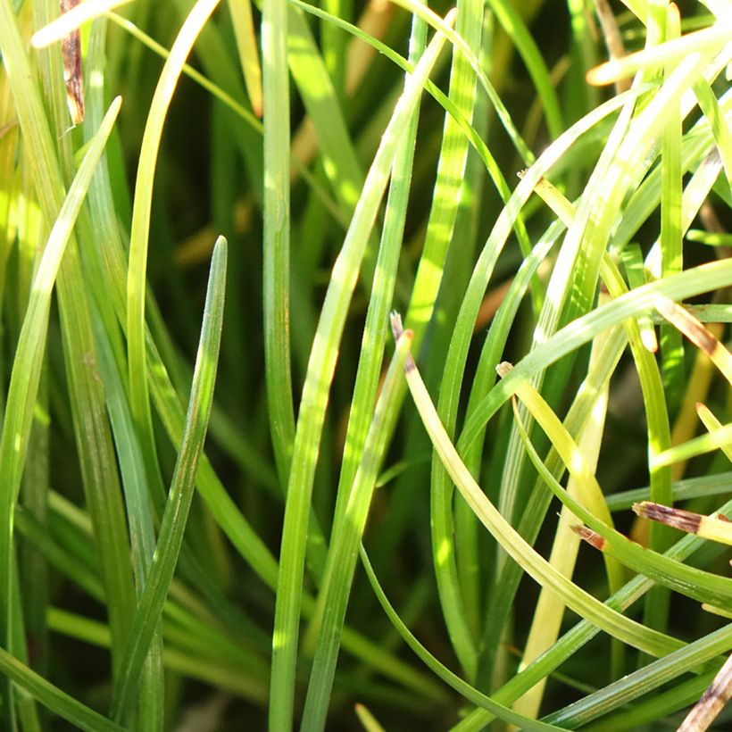 Ophiopogon chingii - Schlangenbart (Laub)