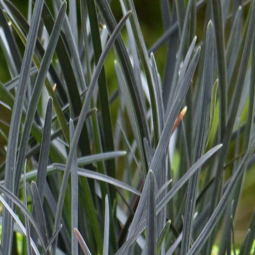 Ophiopogon planiscapus Hosoba Kokuryu - Schlangenbart (Laub)