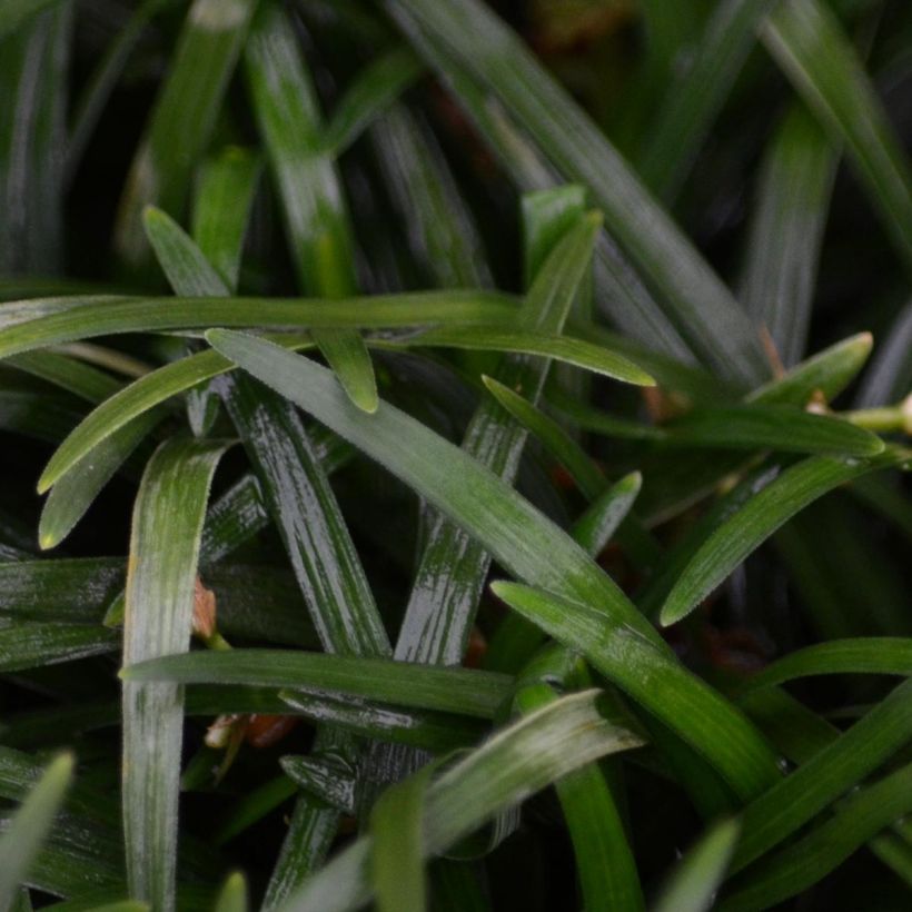 Ophiopogon japonicus - Schlangenbart (Laub)