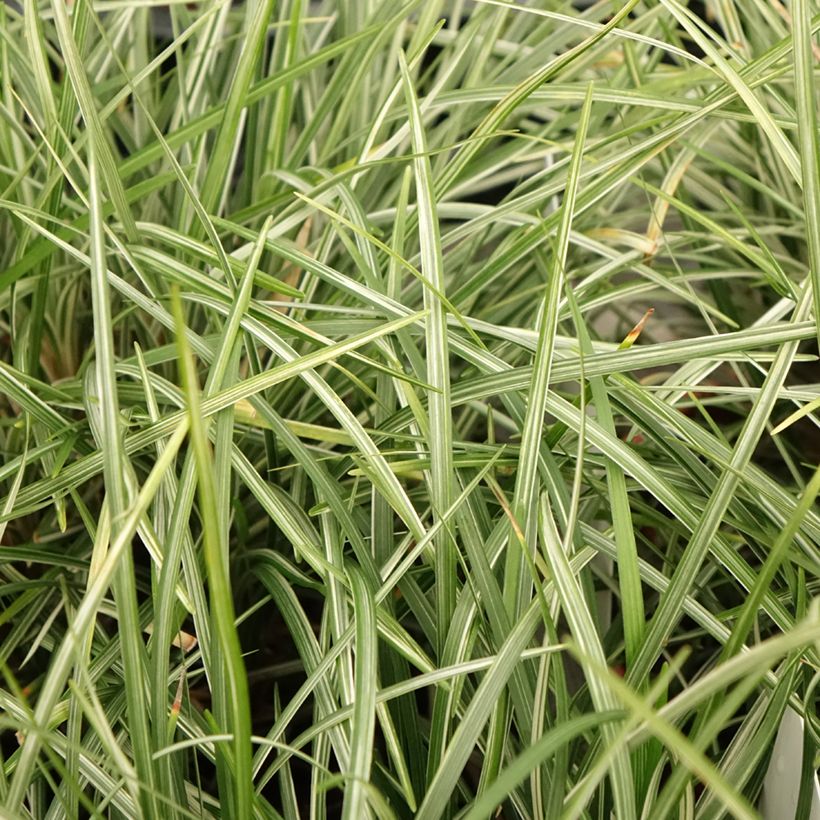 Ophiopogon japonicus Silver Mist - Schlangenbart (Laub)